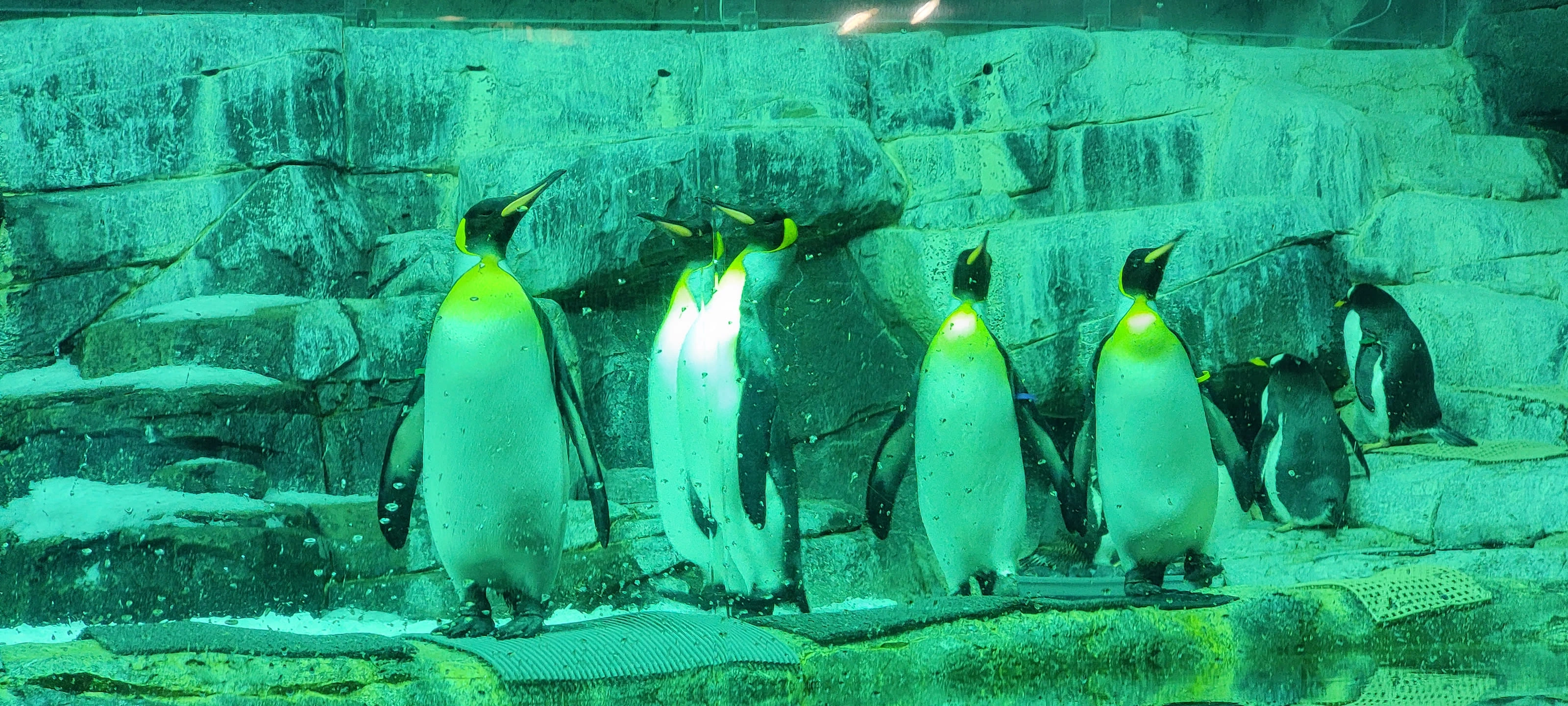 Image of several emperor panguines standing on a rocky ledge.